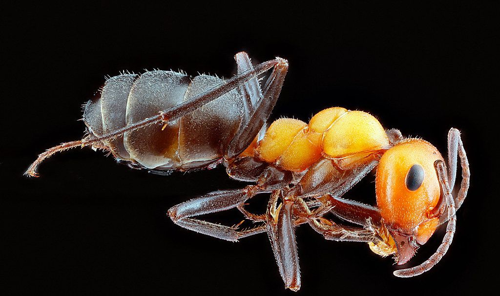 Ant Control service in Town 'n' Country, FL