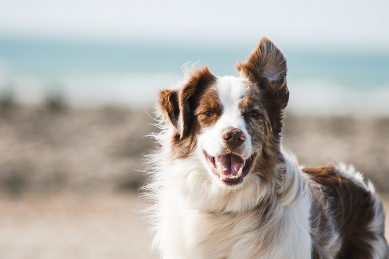 Flea & Tick Control service in Town 'n' Country, FL