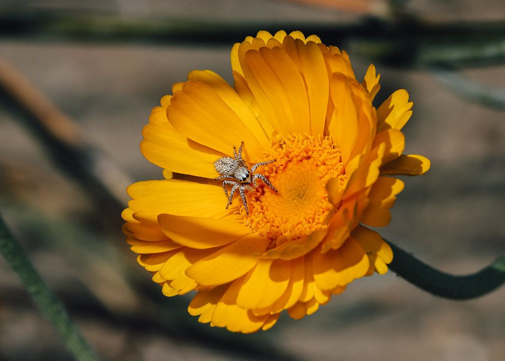 Spider Control service in Town 'n' Country, FL